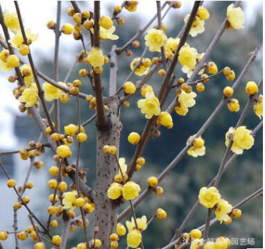 基地直销工程绿化苗木 腊梅树苗 规格全 庭院观花耐寒腊梅苗