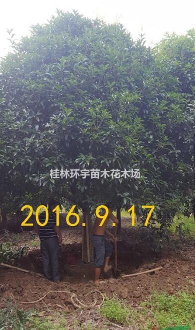 批发２５公分桂花树