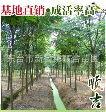 东台顺吉苗圃供应黄山栾树 环保多用途工程园林绿化树 量大从优