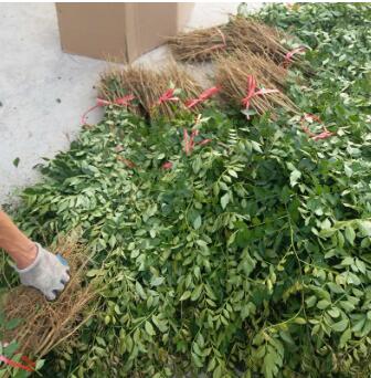 大量供应花椒树 双优苗圃直销花椒树 大红袍花椒树 九叶青花椒树