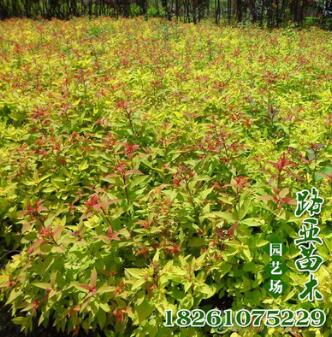 基地批发灌木金山绣线菊 金焰绣线菊 柳叶绣线菊 工程绿化苗木