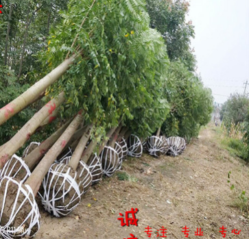 基地直销园林绿化风景树 栾树 栾树树苗 规格齐全