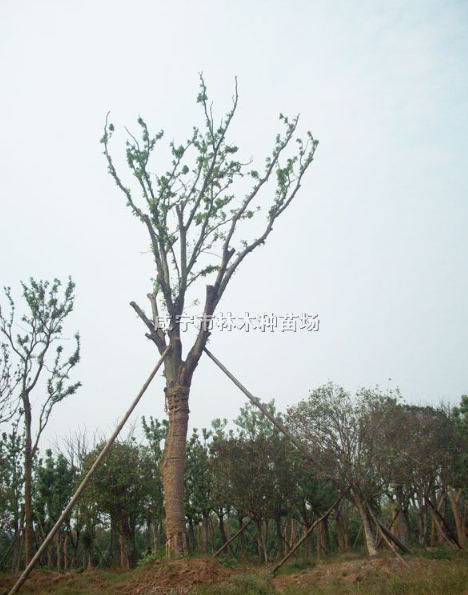 桂花树、栾树、香樟树