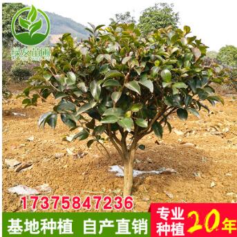 优质茶梅球 大量供应茶梅球 30-40cm茶梅球 茶梅基地直销