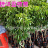 果树苗 荔枝苗 果苗 桂味荔枝苗 妃子笑荔枝苗 无核荔枝苗