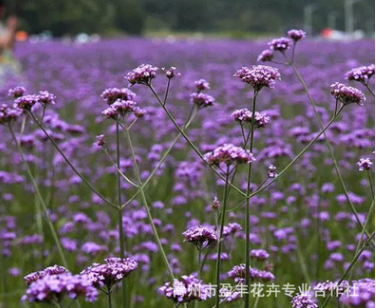 优质柳叶马鞭草 多年生草本 长茎马鞭草 抗倒伏 耐旱 耐高温生产