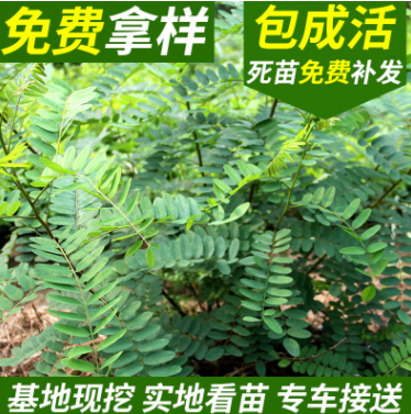 紫穗槐 紫穗槐小苗 丛生紫穗槐 园林绿化苗木 防沙固坡植物