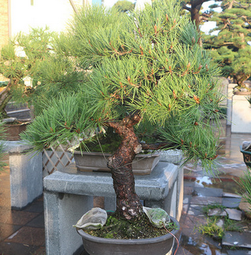 基地批发园林绿化苗 黑松 规格齐全 大量供应 庭院景观树