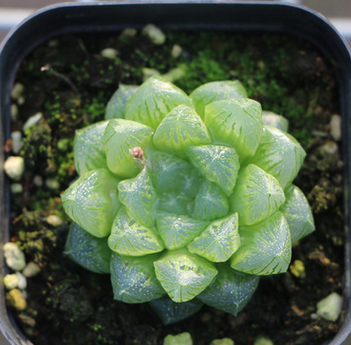 多肉 十二卷属 绿植花卉盆景 室内盆栽肉肉植物 基地大棚批发多肉