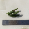 吸财树砍头苗 无根苗 5-7厘米 多肉种苗多肉植物批发基地现砍直售