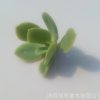 碧桃砍头苗 叶展5-7厘米 多肉植物种苗 小贵货无根苗 多肉植物批