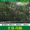 红榉基地直销红榉树规格全红榉树数量大苗圃常年批发红榉树苗