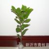 长期供应批发绿化苗木花卉花灌木色块室内盆栽 茶花苗 茶花