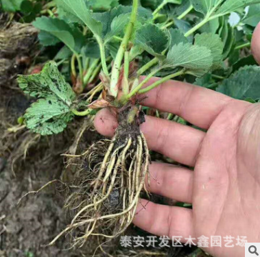 全明星草莓苗 价格低廉 品质优良 露天栽植草莓苗