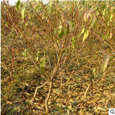 出售油桃苗 中油油桃苗 曙光油桃苗 桃树苗种植基地 山东油桃苗