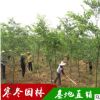 小红榉树 又名大叶榉绿化工程树 优质的榉树苗成交率高基地发货