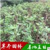 直销无花果苗地栽 果树苗盆栽果树苗 无花果树苗 波姬红无花果苗