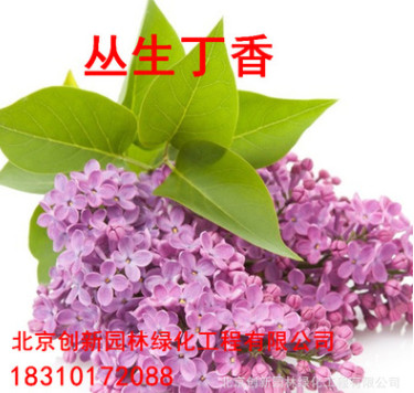 丁香花苗 庭院阳台盆栽地栽植物 丁香花树苗 盆栽花卉开花绿植