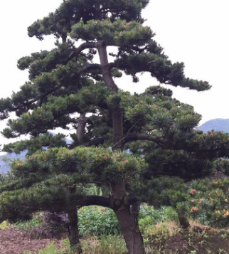 专供各类工程绿化苗木 苗圃栽培苗木 品种繁多 规格齐全 厂家直销