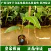 香蕉苗香蕉树苗矮化脱毒粉蕉小米蕉红香蕉皇帝蕉营养杯苗盆栽