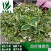 花叶锦带花 水生花卉 小乔木 小灌木 绿化植物 水生植物 园林绿化