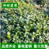 供应无刺构骨球 枸骨球小苗灌木花卉 园林绿化 常绿乔木 规格齐全