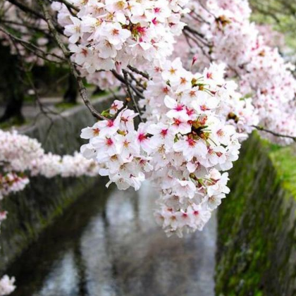 供应 庭院花苗樱花树苗日本樱花苗/嫁接樱花苗当年开花/地栽樱花树苗