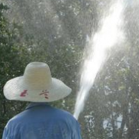 大树移植后，浇对水很关键！它是一个技术活儿！