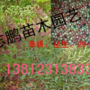 供应南天竹 红天竹大小苗 规格齐全 量大从优