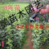 大量供应果树苗 苹果树苗 小苗 量大从优