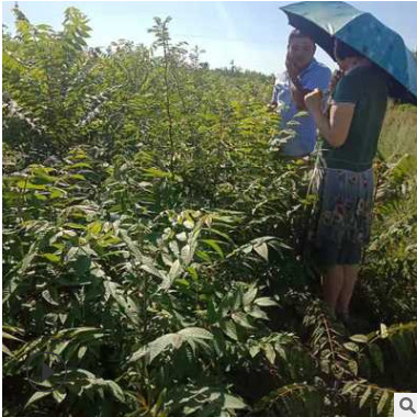 香椿苗出圃时应注意哪些问题 大棚种植红油香椿苗 露天种菜香椿苗