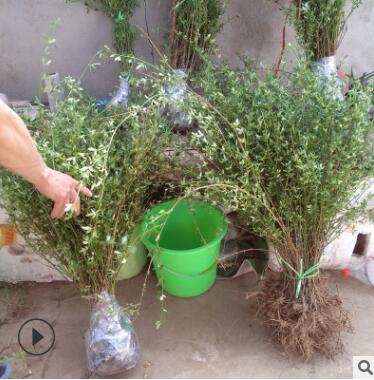 基地供应 工程绿化植物 迎春花 规格全庭院公园盆栽花卉