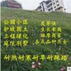 护坡固土边坡绿化四季常青狗牙根黑麦草高羊茅草坪耐寒耐践踏庭院