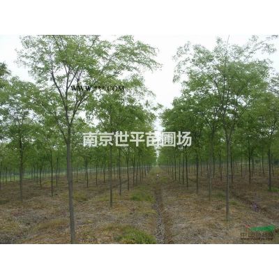 紫薇价格 3公分紫薇 5公分紫薇8公分紫薇10公分紫薇价格