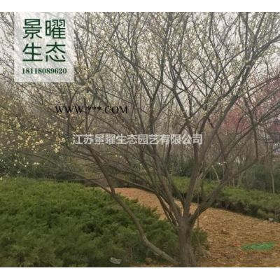 榉树的产地在哪里/哪里便宜/江苏景曜生态基地直销批发价格图片