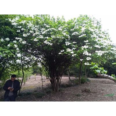 日本樱花苗/菲红樱/牡丹樱/产地、价格