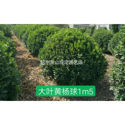 浙江紫薇D5---D15cm紫薇图片