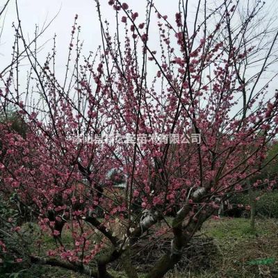 批发枫香到基地--新之圣沭阳基地直销