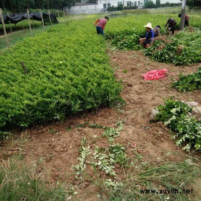 柏加平价苗木直销 工程绿化苗木 各规格绿化苗木批发 优价直销