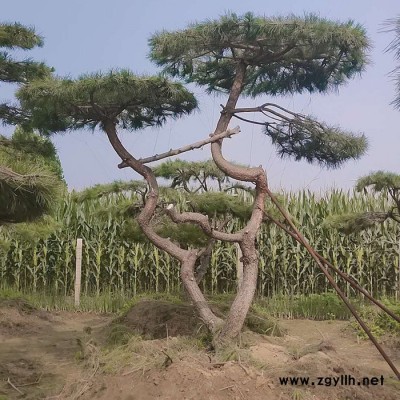 泰安绿化苗木基地供应  景观松 工程绿化造型 别墅庭院