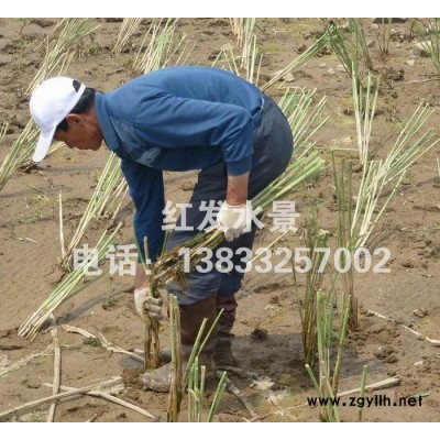 宏发基地**绿化苗木水生植物芦苇培育芦苇苗品种齐全