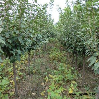 山东绿化苗木基地  早晚 樱花 批发樱花树苗 庭院园林绿化工程苗