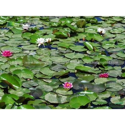 花叶锦带花价格_花叶锦带花产地_花叶锦带花绿化苗木苗圃基地