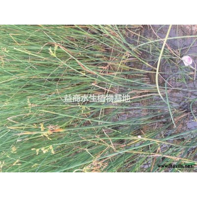 水生植物鸢尾水葱千屈菜旱伞草马蔺众多品种