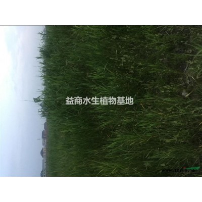 水生千屈菜杭州千屈菜浙江益农千屈菜