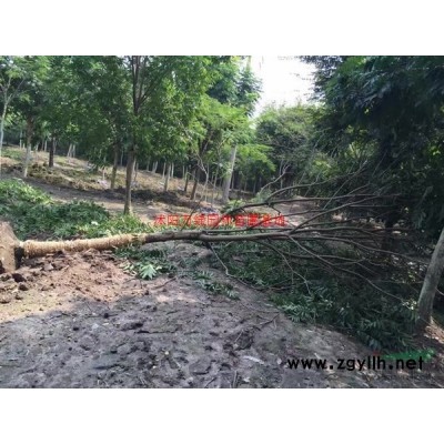 万丛生榆叶梅价格_丛生榆叶梅产地_丛生榆叶梅绿化苗木苗圃基地