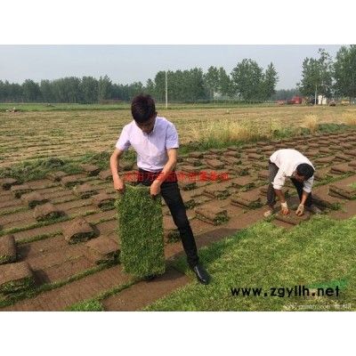 万绿园林蜀桧价格_蜀桧图片_蜀桧产地_蜀桧绿化苗木苗圃基地