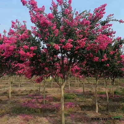 万绿园林青叶碧桃价格_青叶碧桃产地_青叶碧桃绿化苗木苗圃基地