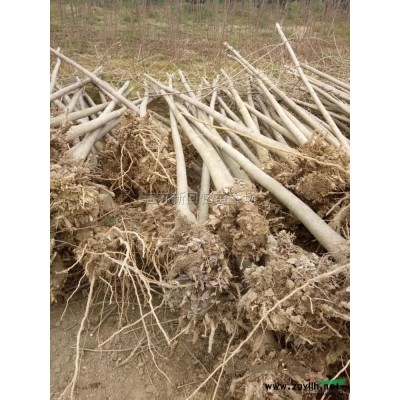 大量出售加拿大紫荆/江苏苗圃加拿大紫荆价格/加拿大紫荆基地照片