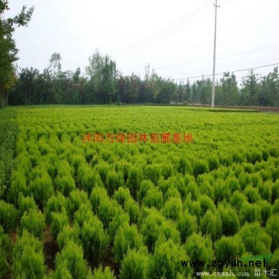 万绿园林小叶黄杨价格_小叶黄杨产地_小叶黄杨绿化苗木苗圃基地